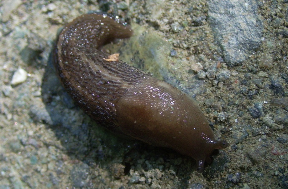 Limax dacampi (?) da Sassello - parco del Beigua (SV)